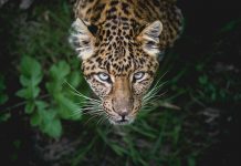 Get inside the hidden world of the mysterious jaguar