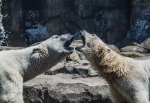 What’s white, and one of Earth’s rarest creatures?